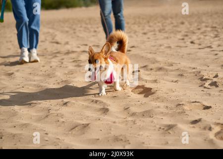 Zugeschnittenes Bild von Menschen, die mit Hund am Strand spazieren. Füße von Frau und Mann, die auf Sandstraße gehen Stockfoto