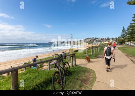 Teil der Dee Why to Manly Coastal Wanderroute entlang der Ostküste von Sydney, NSW, Australien an einem Herbsttag, Dame, die am Curl Curl Beach mit Hund unterwegs ist Stockfoto