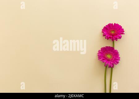 Rosa Gerbera Blumen beige Hintergrund. Hochwertiges, schönes Fotokonzept Stockfoto