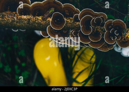 Pilze wachsen auf einem Baum, gelbe Gummistiefel auf grünem Gras im Wald. Draufsicht. Stockfoto