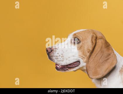 Seitlicher Blickhund mit schönen Augen. Hochwertiges, schönes Fotokonzept Stockfoto