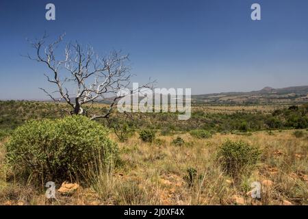 Blick über das Grasland in den Magaliesberg-Bergen Südafrikas, an einem klaren, sonnigen Sommertag Stockfoto