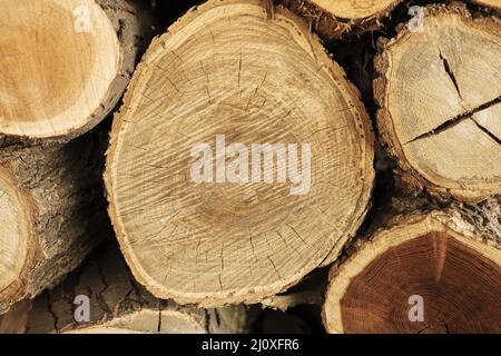 Draufsicht Holzstämme Stockfoto