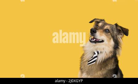 Vorderansicht schöner Hund mit Kopierplatz. Hochwertiges, schönes Fotokonzept Stockfoto