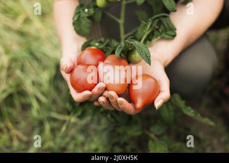 Nahaufnahme Frau mit Tomaten. Hochwertiges, schönes Fotokonzept Stockfoto