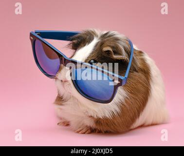 Süßes Meerschweinchen mit Sonnenbrille. Hochwertiges, schönes Fotokonzept Stockfoto