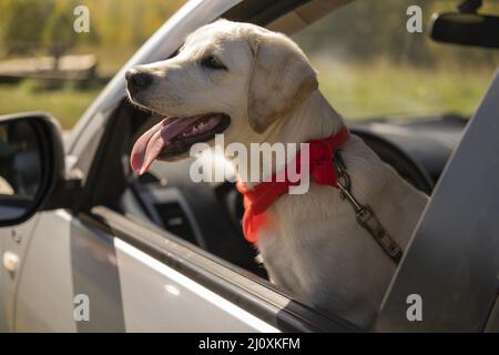 Netter Hund mit rotem Bandana Auto. Hochwertige Fotos Stockfoto