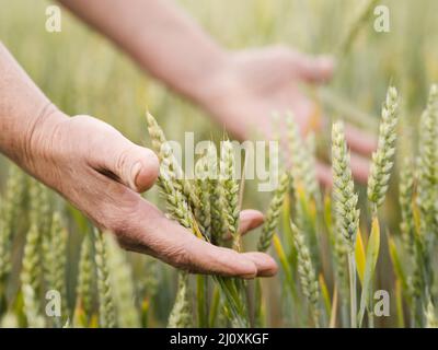 Frau hält Weizen in den Händen. Hochwertige Fotos Stockfoto