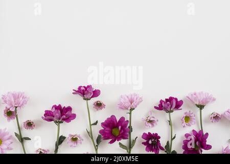 Blumen Hintergrund Kopierraum 3. Hochwertiges, schönes Fotokonzept Stockfoto