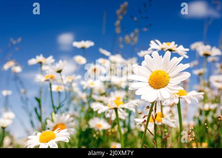 Sommer Feld mit weißen Gänseblümchen auf blauen Himmel. Ukraine, Europa. Beauty Welt. Stockfoto