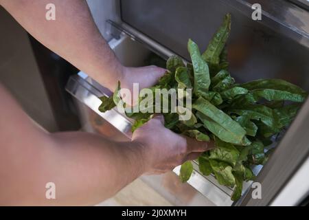 Nicht erkennbarer Mann, der Salat in die Gemüseschublade des geöffneten Kühlschranks legte. Stockfoto