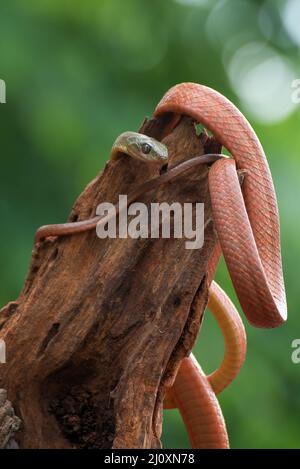 Schwarze Katzenschlange ( Boiga nigriceps ), die sich um den Baumstamm gewickelt hat Stockfoto