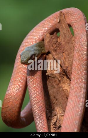 Schwarze Katzenschlange ( Boiga nigriceps ), die sich um den Baumstamm gewickelt hat Stockfoto