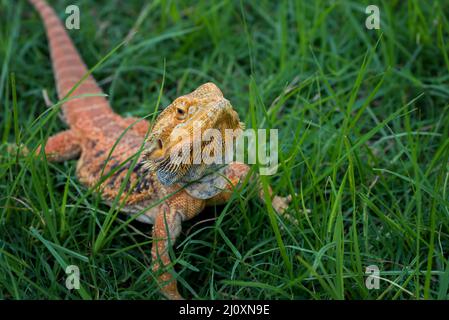 Pogona vitticeps,Bartdrache aus australien Stockfoto