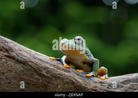 Grüner Baum fliegender Frosch ( Rhacophorus reinwarditii ) auf einem Baumstamm Stockfoto