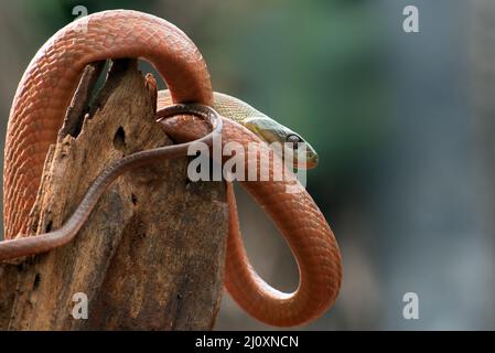 Schwarze Katzenschlange ( Boiga nigriceps ), die sich um den Baumstamm gewickelt hat Stockfoto