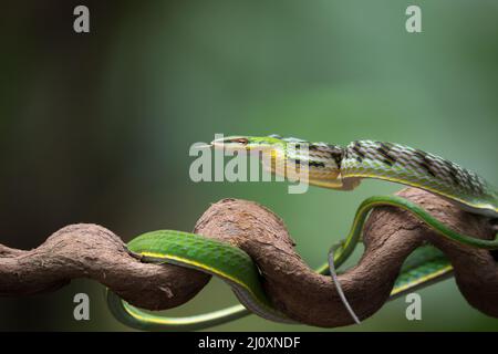 Nahaufnahme der asiatischen Weinschlange auf dem Baum Verzweigung Stockfoto