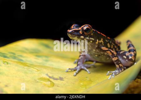 Der gefleckte Dampffrosch thronte auf einer Blume Stockfoto