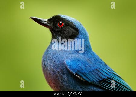 Detail Nahaufnahme Porträt von tropischem Vogel.maskierter Blütenpiercer, Diglossa cyanea, blauer tropischer Vogel mit schwarzem Kopf, Tier im Naturlebensraum, gree Stockfoto