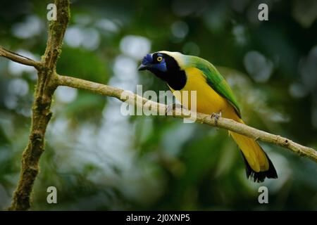 Gelber Vogel, schwarzer und blauer Kopf, wilde Natur. Grüner Eichelhäher, Cyanocorax-Syncas, wilde Natur, Sumaco, Ecuador. Schöner Vogel aus Südamerika. Gelb ja Stockfoto