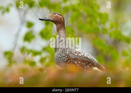Dampfente, Tachyeres patachonicus, ist ein Mitglied der Ente, kann im südlichen Teil Südamerikas gefunden werden; in Patagonien, Falklandinseln. Stockfoto