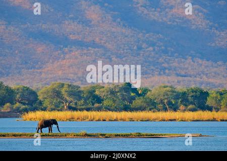 Zambezi Fluss mit Elefant, Berg in Sambia im Hintergrund. Elefant in der Nähe des Wassers, Mana Pools NP, Simbabwe. Stockfoto