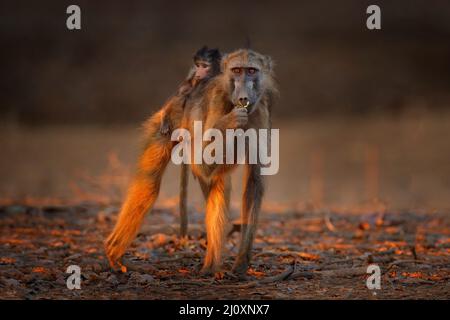 Affe, junges Junge. Chacma Pavian, Papio ursinus, Affe aus Moremi, Okavango Delta, Botswana. Affe füttert Früchte in grünem Vegetaton. Wildtiere Natur Stockfoto