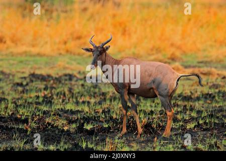 Sassaby, in grüner Vegetation. Hartebeest im Gras, Namibia in Afrika. Rot, Alcelaphus buselaphus caama, Detailportrait des großen braunen afrikanischen mamm Stockfoto