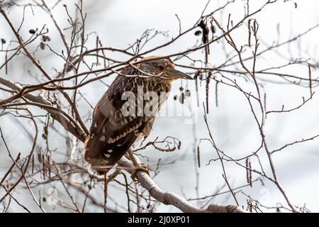 Jungreiher, Nycticorax Ardeidae, verzweigt sich im blattlosen Unterholz vor weißem Hintergrund am Ast Stockfoto