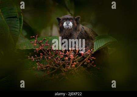 Schwarzmantle Tamarin Saguinus nigricollis, Affe aus dem Sumaco-Nationalpark in Ecuador. Wildlife-Szene aus der Natur. Tamarin sitzt auf dem Ast Stockfoto
