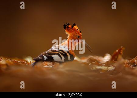Wiedehopf Sonnenuntergang. Afrikanischer Wiedehopf, Upupa africana, schöner orangefarbener Vogel mit Wappen, der auf dem grünen Baum auf der Sommerwiese sitzt, Botswana. Schöner Vogel i Stockfoto