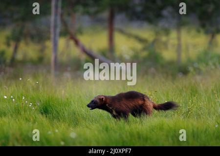 Wolverine läuft in der finnischen Taiga. Wildlife-Szene aus der Natur. Seltenes Tier aus Nordeuropa. Wilder Vielfraß im Sommerrasen. Wildlife Europe. Stockfoto