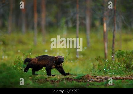 Wolverine läuft in der finnischen Taiga. Wildlife-Szene aus der Natur. Seltenes Tier aus Nordeuropa. Wilder Vielfraß im Sommerrasen. Wildlife Europe. Stockfoto