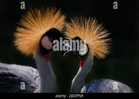 Vogelliebe. Grauer Kranich, Balearica regulorum, mit dunklem Hintergrund. Sonnenuntergang in der Natur. Wildtierszene aus Afrika, Kenia. Kunstbild des Vogels. Zwei Stockfoto