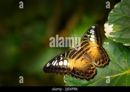 Schmetterling aus Malaysia und Borneo. Der Schmetterling, Parthenos sylvia, sitzt auf den grünen Blättern. Insekt im dunklen tropischen Wald, Naturgewohnheit Stockfoto