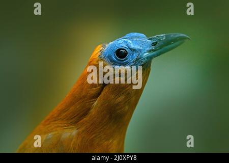 Capuchinbird, Perissocephalus tricolor, großer Singvögel der Familie Cotingidae. Wilder Kalbsvögel im Naturgebiet Tropenwald. Vogel-Sittin Stockfoto