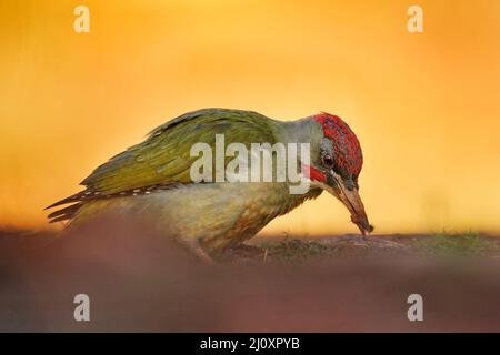 Iberischer Grünspecht, Picus sharpei, mittelgroßer Specht, endemisch auf der Iberischen Halbinsel, Spanien in Europa. Specht im grünen Gras, Abend Stockfoto