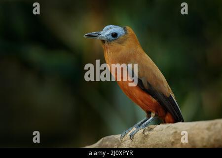 Capuchinbird, Perissocephalus tricolor, großer Singvögel der Familie Cotingidae. Wilder Kalbsvögel im Naturgebiet Tropenwald. Vogel-Sittin Stockfoto