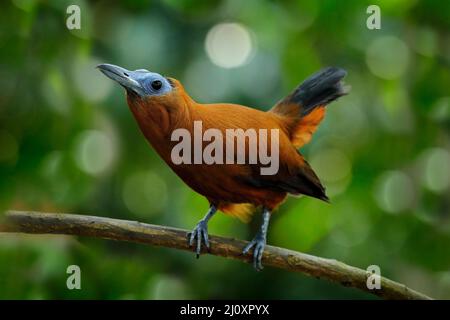 Capuchinbird, Perissocephalus tricolor, großer Singvögel der Familie Cotingidae. Wilder Kalbsvögel im Naturgebiet Tropenwald. Vogel-Sittin Stockfoto