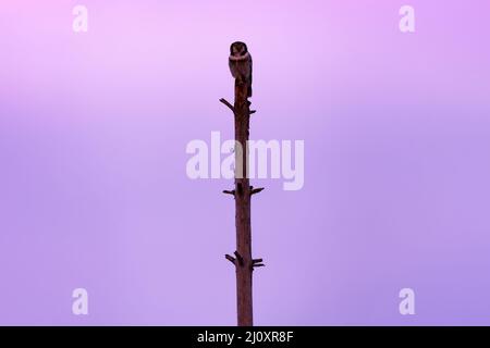 Hawk Eule rosa violett Dämmerung Nacht. Winterwildleben in Schweden. Blizzard mit niedlichen Eule mit gelben Augen. Habichtskauz auf dem alten Baumstamm. Tierarten-Scen Stockfoto