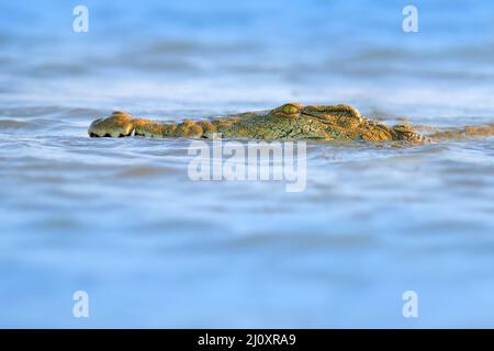 Krokodil mit schönem Abendlicht. Nilkrokodil, Crocodylus niloticus, mit offener Schnauze, am Flussufer, Okavango-Delta, Moremi, Botswana. W Stockfoto