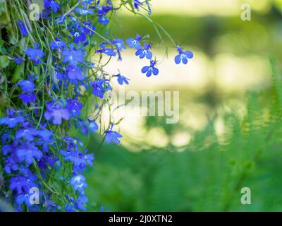 Kleine blaue Blumen auf getönte Soft gelb und grün Hintergrund. Zarte Licht floral background mit leeren Raum für Text Stockfoto