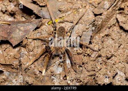 Weibchen der Fischspinne (Ancylometes rufus). Gattung der semiaquatischen wandernden Spinnen. Giftige nächtliche Jäger am Boden im Regenwald. Carara Nati Stockfoto