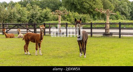 Vier Alpakas, im Panorama, zwei braune und weiße Alpakas im Vordergrund. Eine cremefarbene und braune Alpaka liegen im Gras. Selektiver Fokus Webbanner, lang Stockfoto