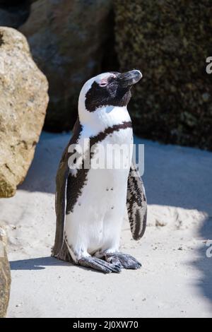 Boulders Beach in Simons Town, Kapstadt, Südafrika. Wunderschöne Pinguine. Kolonie afrikanischer Pinguine am felsigen Strand in Süd-A Stockfoto