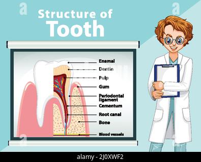 Infografik des Menschen in der Struktur des Zahnes Illustration Stock Vektor