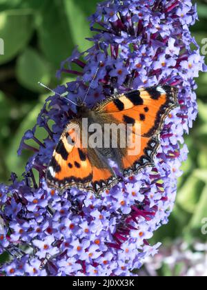 Kleiner Fuchs (Aglais Urticae) Fütterung auf einen Sommerflieder Stockfoto