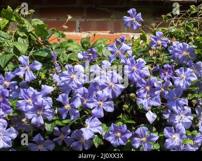 Blaue Clematis wächst gegen eine Mauer Stockfoto