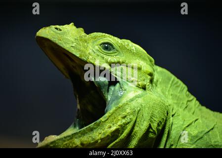 Grüner Leguan (Leguan Leguan) mit weit geöffnetem Mund Stockfoto