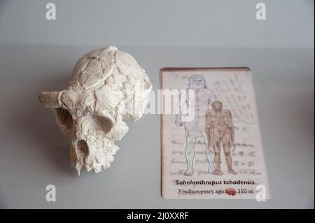 Siena, Italien - 2022. März 10: Sahelanthropus tchadentis menschlicher Schädel, mit erklärender Beschriftung, in einer Vitrine im Museum für Naturkunde „Accade Stockfoto